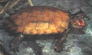 Tartaruga Vermelha de Peito Negro - Foto de R. D. Bartlett
