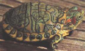 Tartaruga - Foto de R. D. Bartlettt